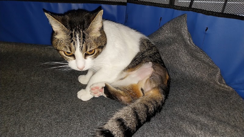 AniCura Santa Marinha Hospital Veterinário | Urgências 24h - foto 5