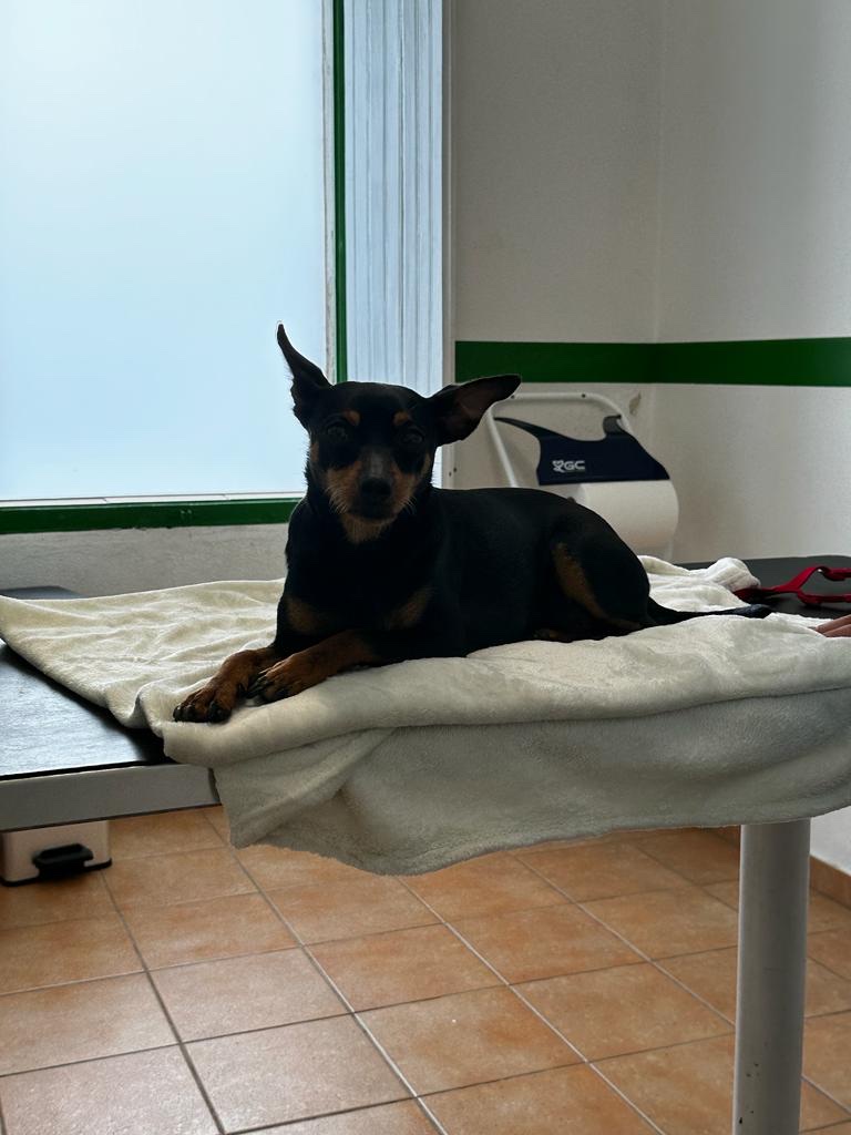 Centro Veterinário GuiaVet - foto 4