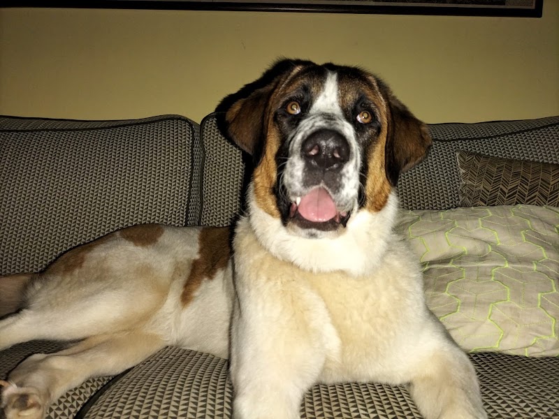 Clube Animal - Clínica Veterinária