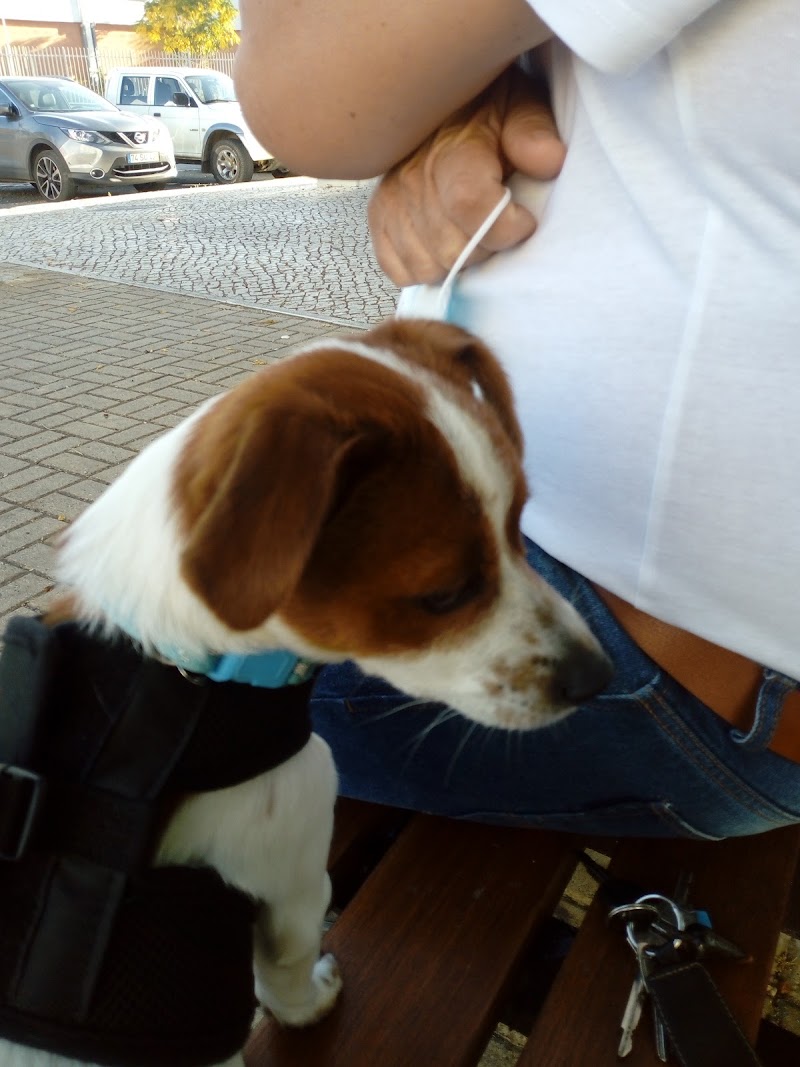 Clube Animal - Clínica Veterinária - foto 2