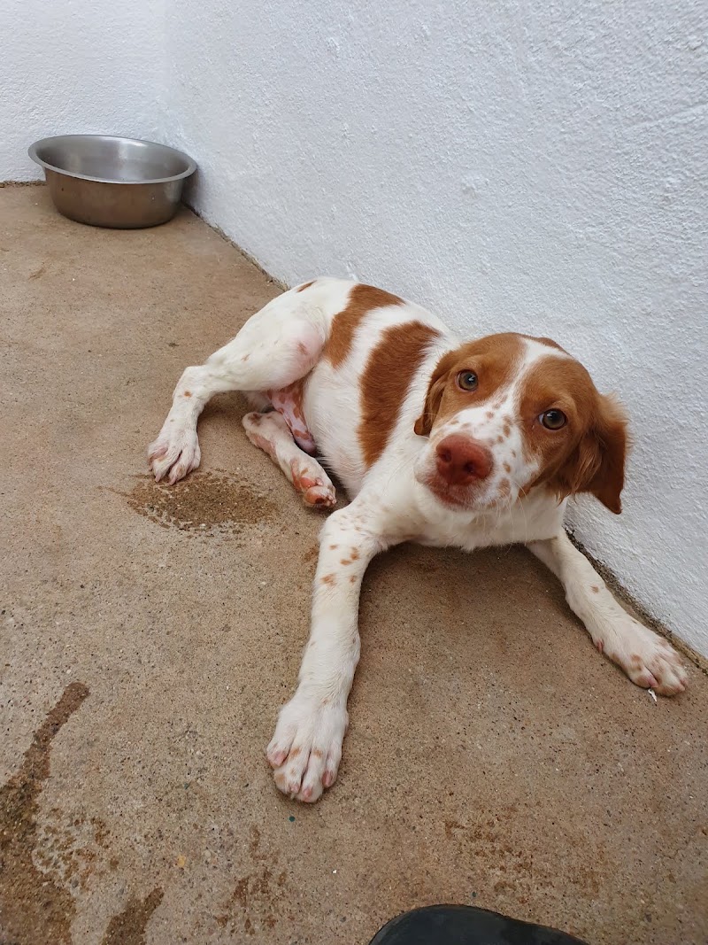 Clínica Veterinária Portas de Beja