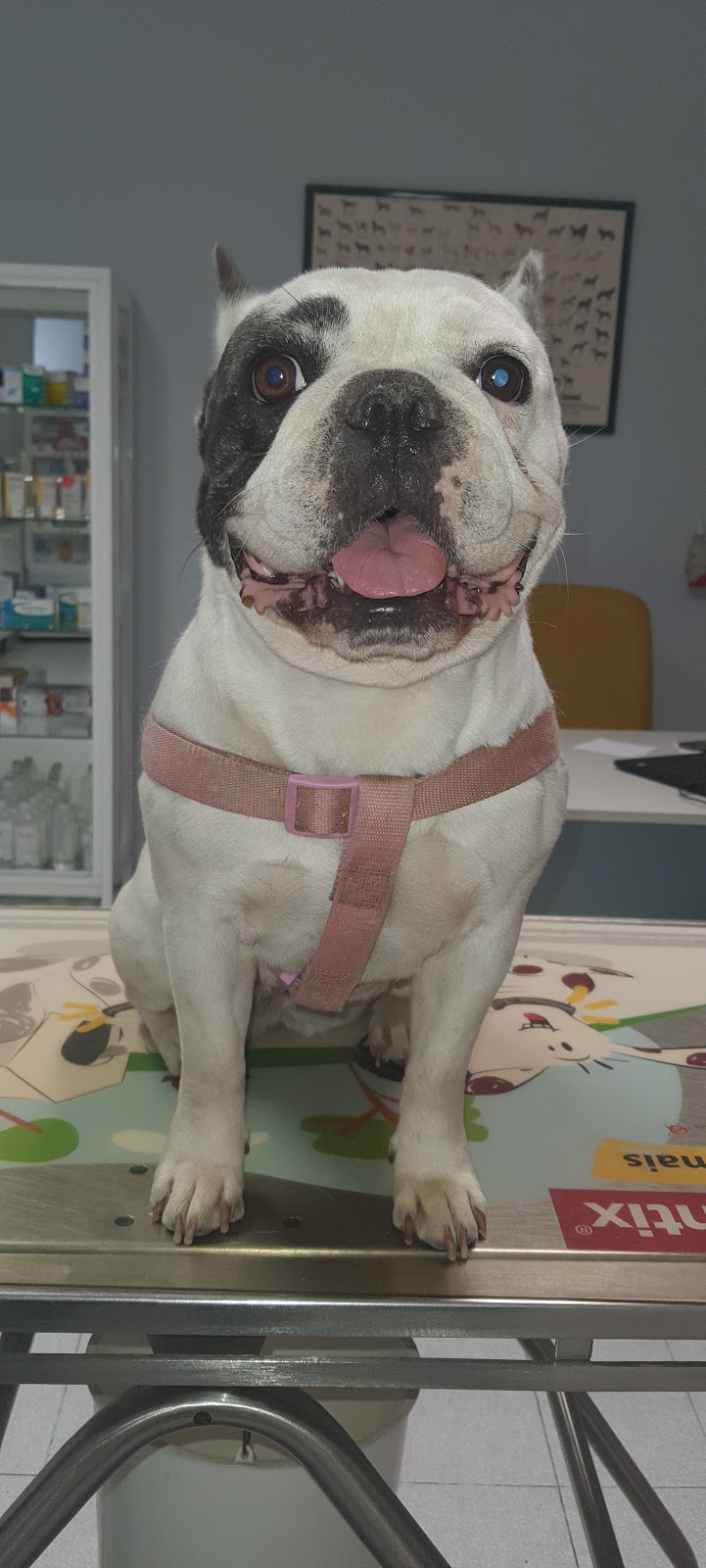 Clínica Veterinária Portas de Beja - foto 4