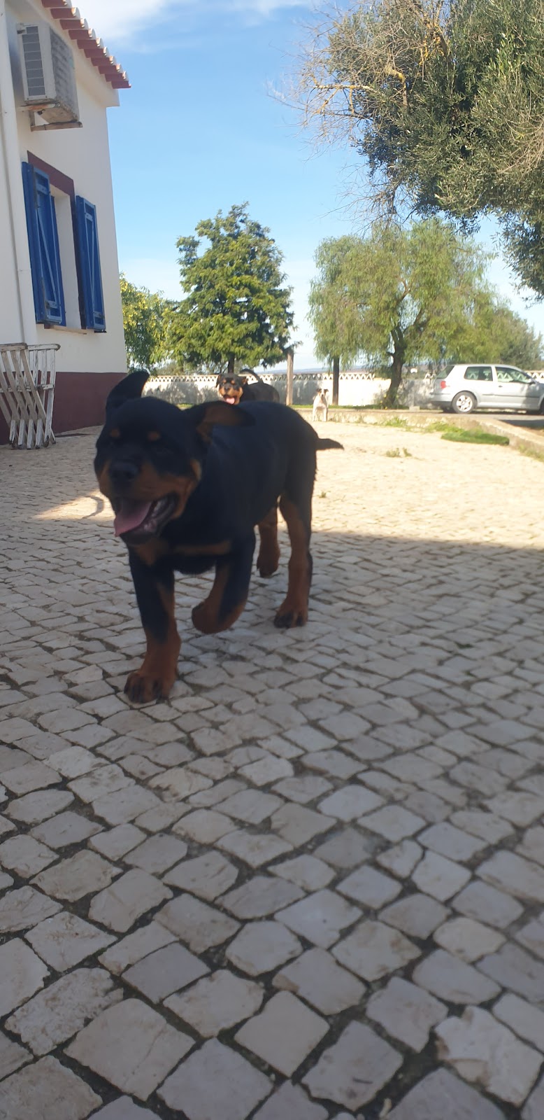 Afonso Mira unipessoal, lda - foto 2