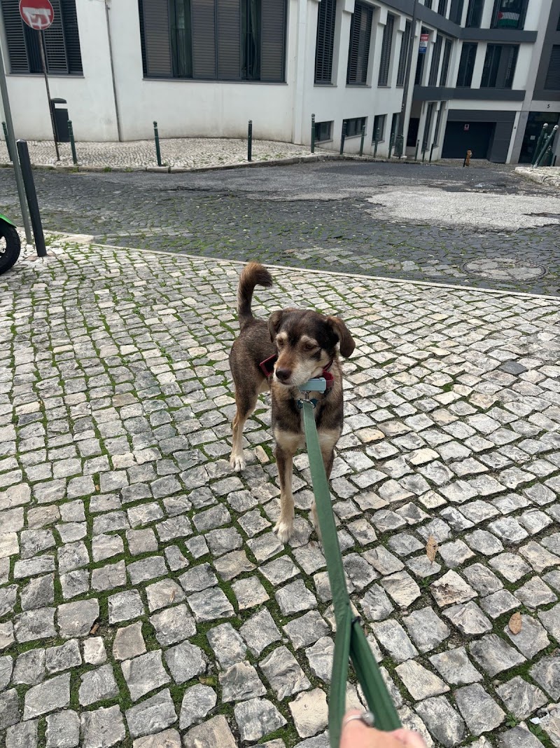 Malü Pet Care - Petsitting - foto 2
