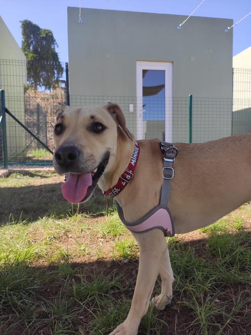 Quinta dos Pomares - Pet Care - foto 5