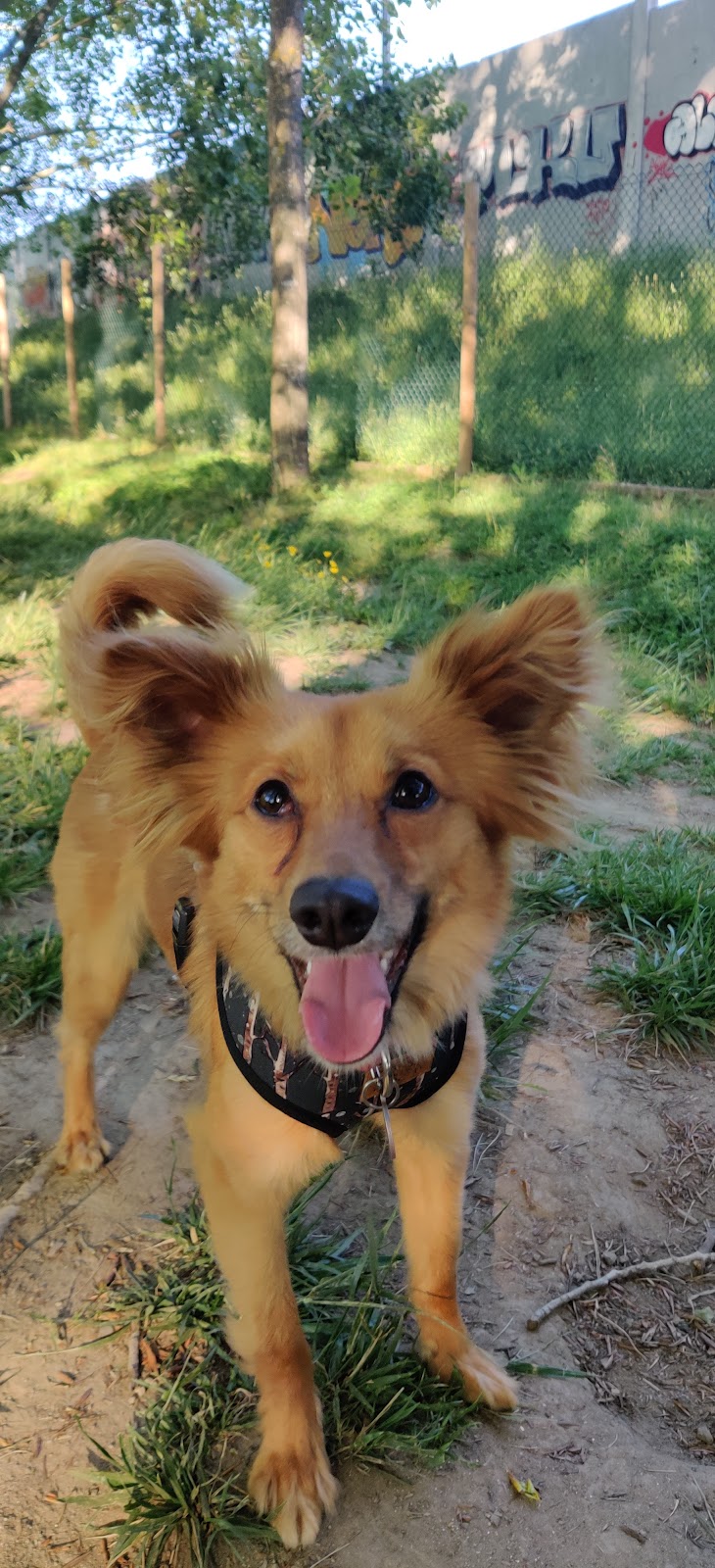 Parque Canino da Seara - foto 4