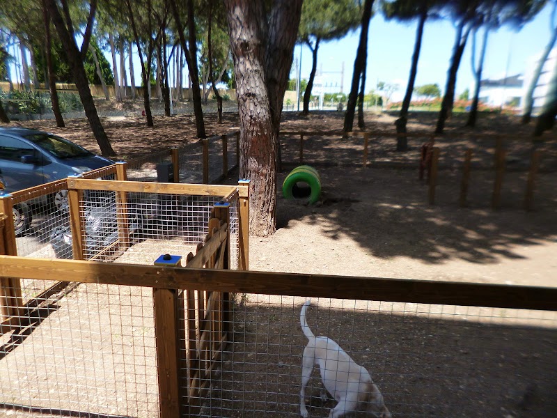 Parque canino da rotunda do cemitério - foto 4