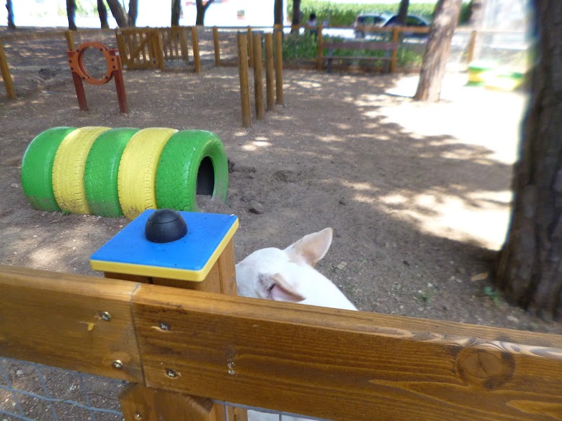 Parque canino da rotunda do cemitério - foto 5