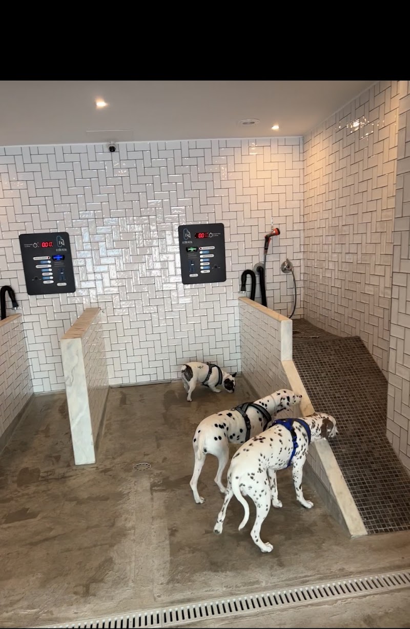 O Cão Azul Dog Wash Self Service - foto 5