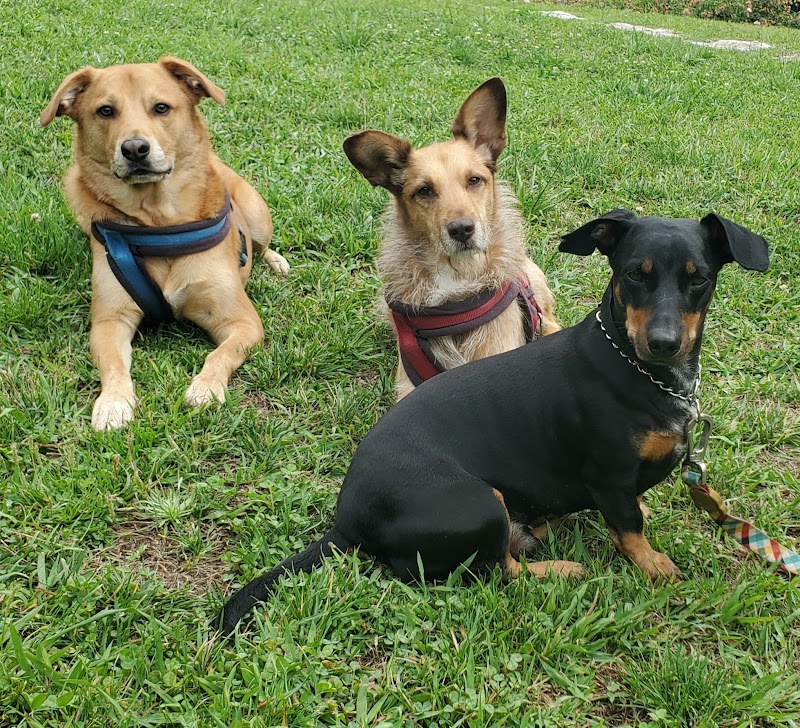 Parque Canino Quinta da Formiga - foto 4